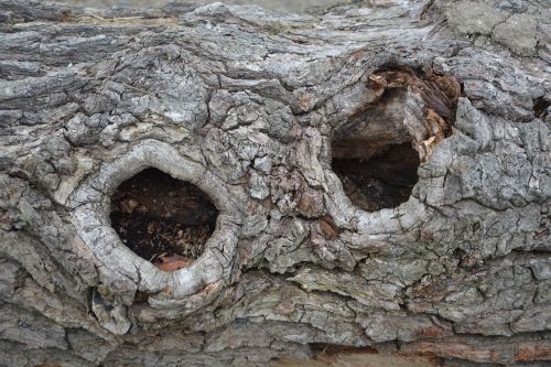 bark wood nodes tree