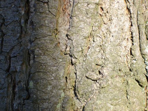 Bark