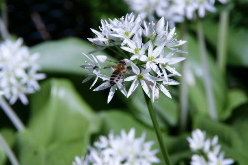 bärlauch bloom bear's garlic bee