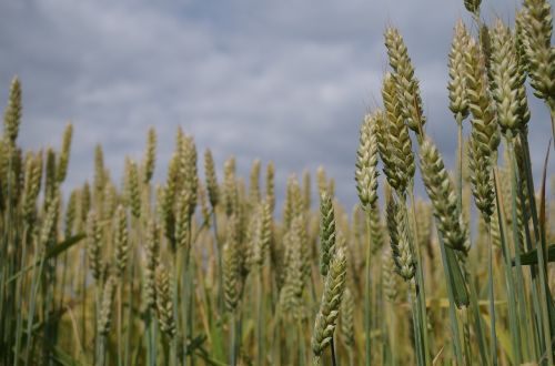 barley the grain field