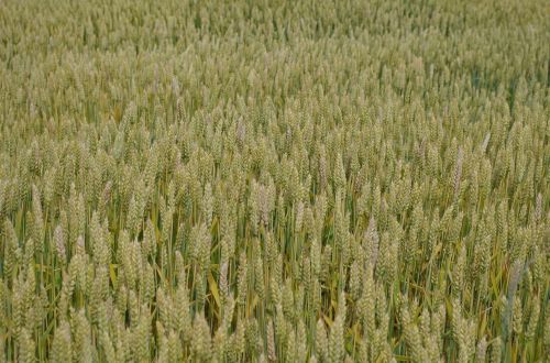 barley field nature