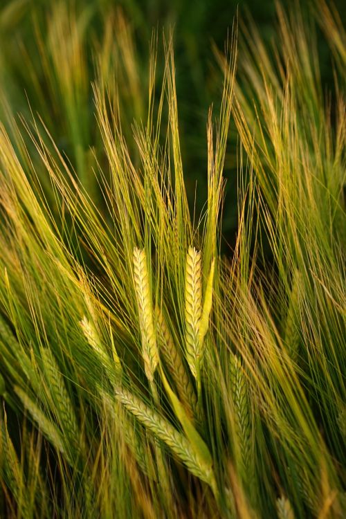 barley field spike