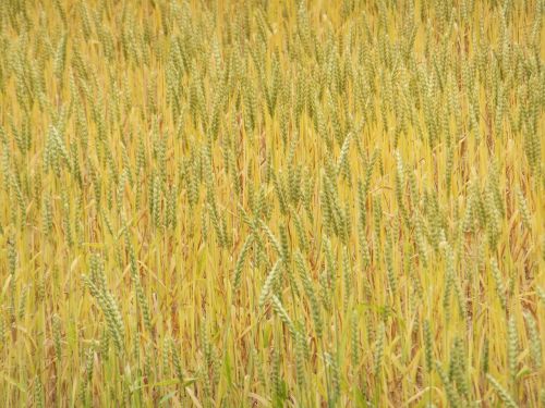 barley field nature