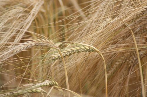 barley grain crop