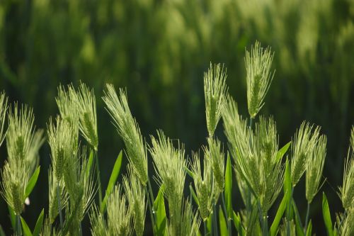 barley rural landscape nature