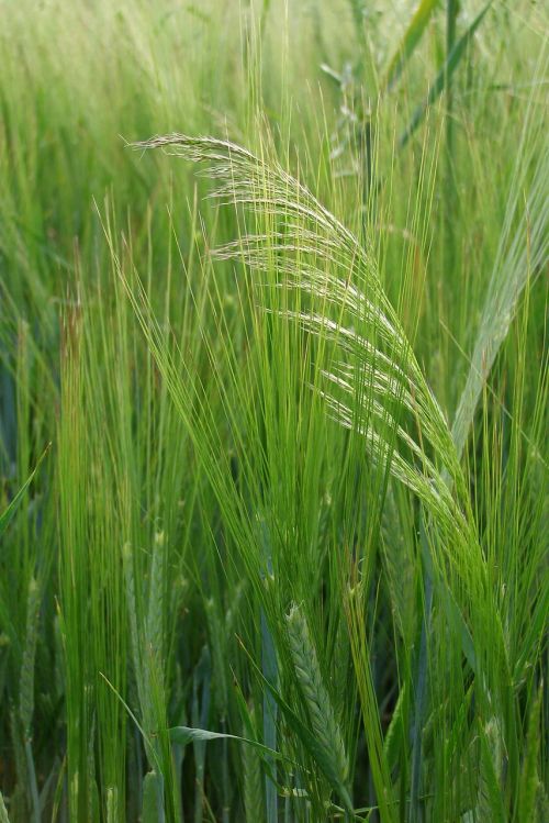 barley corn grass