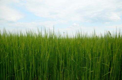 barley corn nature
