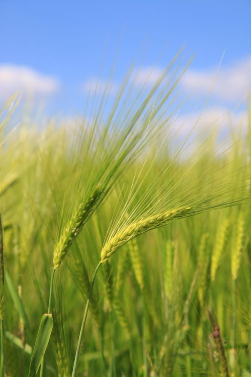 barley wheat fields