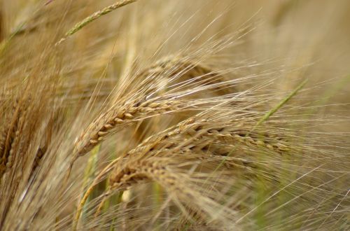 barley cereal agriculture