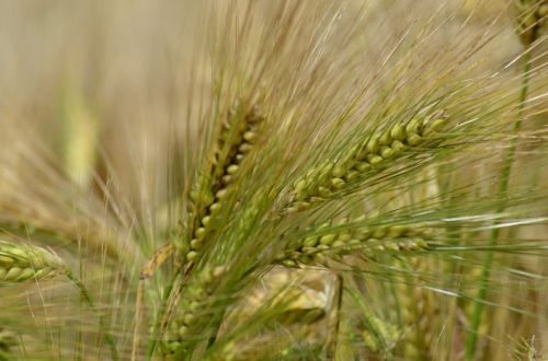 barley cereal agriculture