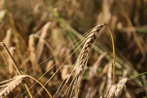 barley cereals field