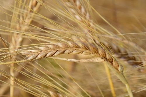 barley ear cereals