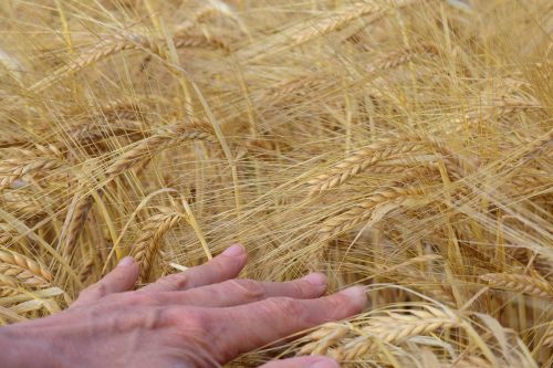 barley barley field hand