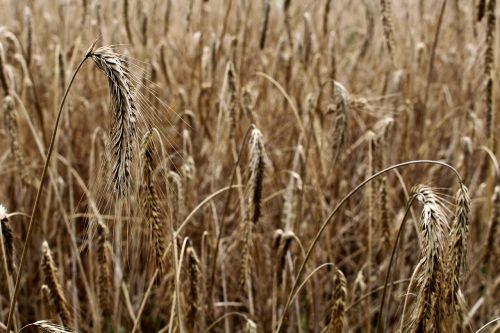 barley cereals barley field