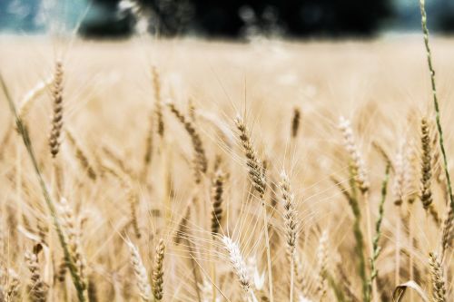 barley close-up crops