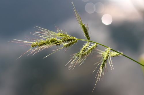 barley plant green