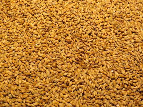 barley malt grain