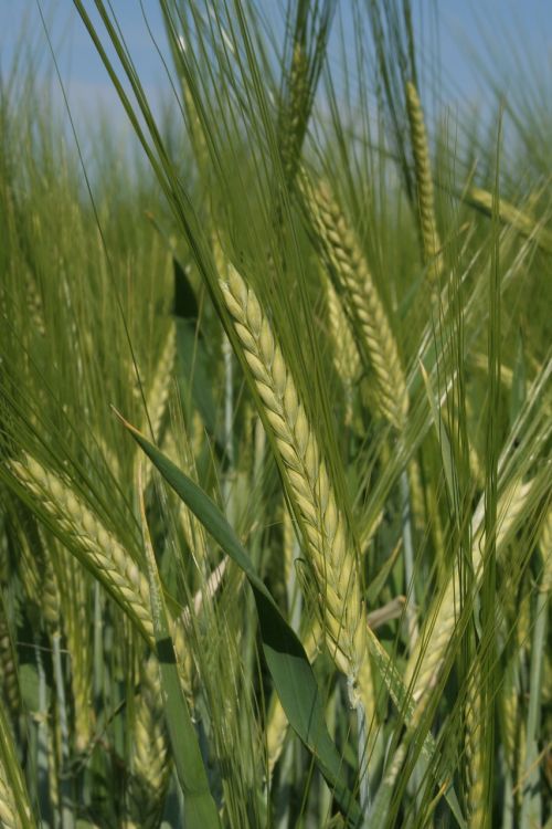 barley cereals field