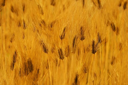 barley autumn landscape