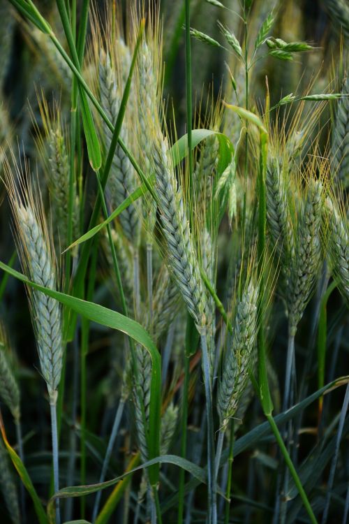 barley cereals cornfield