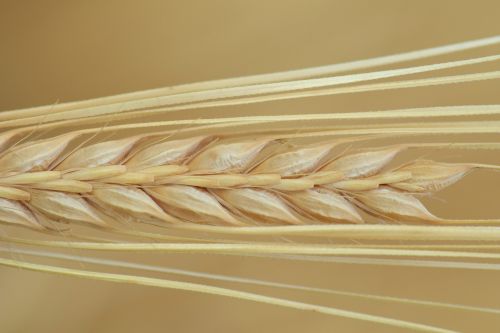 barley close ear