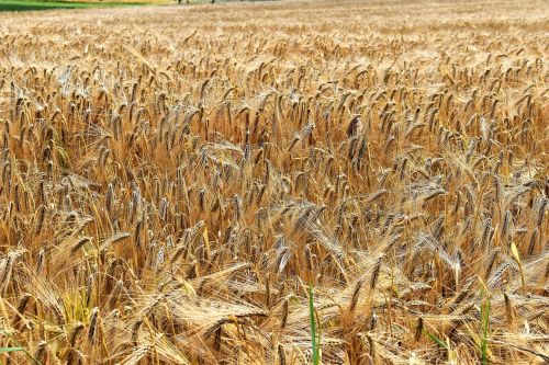 barley cereals arable