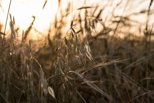 barley farm nature