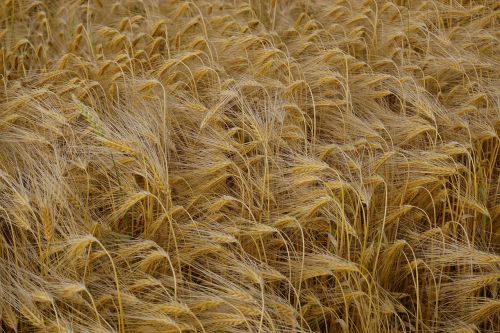 barley field barley field
