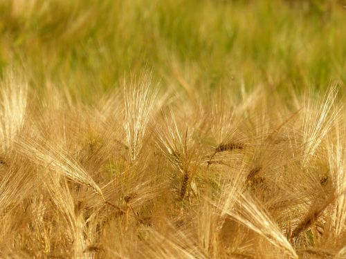 barley cereals cornfield
