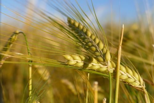 barley cereals nature