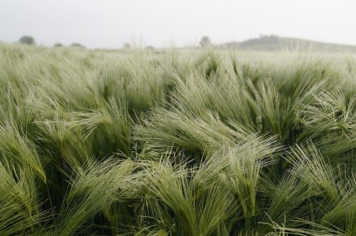 barley drop of water summer