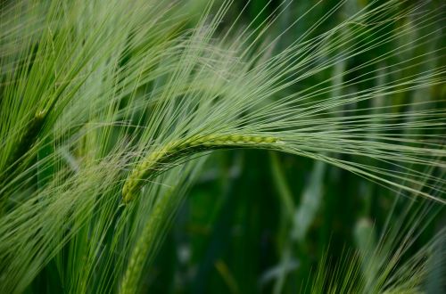 barley cereals barley field