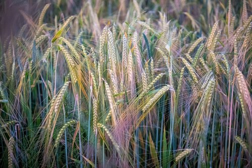 barley  wheat  rye