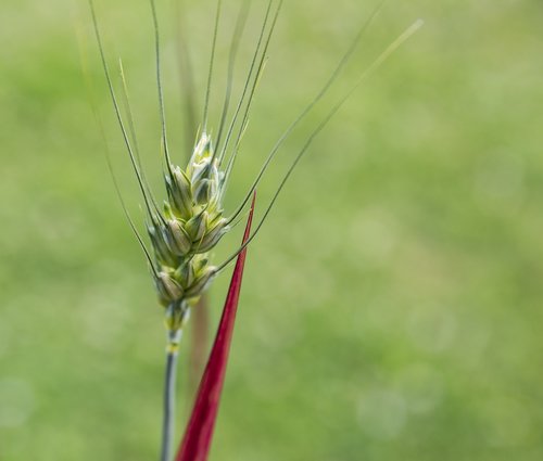 barley  plant  crop