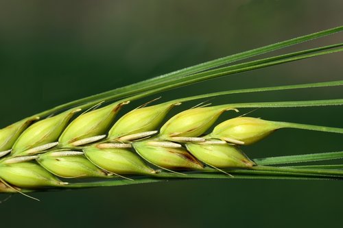 barley  close up  cereals