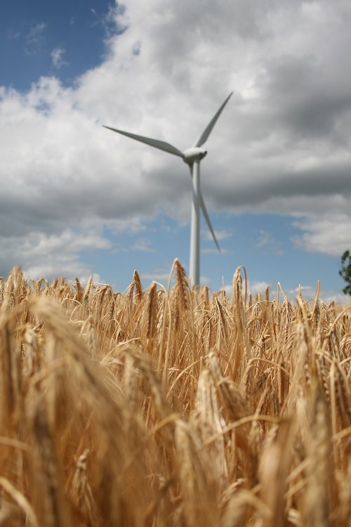 barley  wind energy  wind power