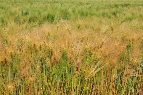 barley  a barley field  plants