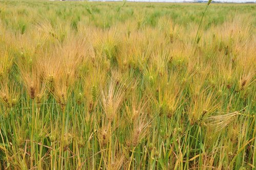 barley  a barley field  plants