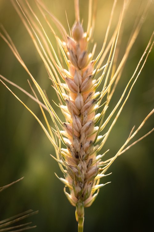 barley  wheat  ear