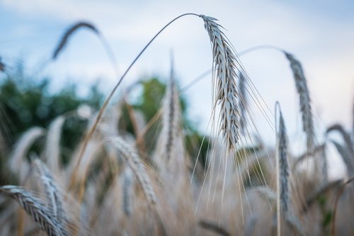 barley  wheat  ear