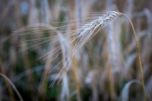barley  wheat  ear