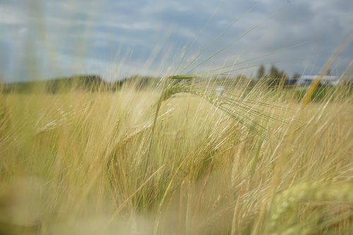 barley  field  agriculture