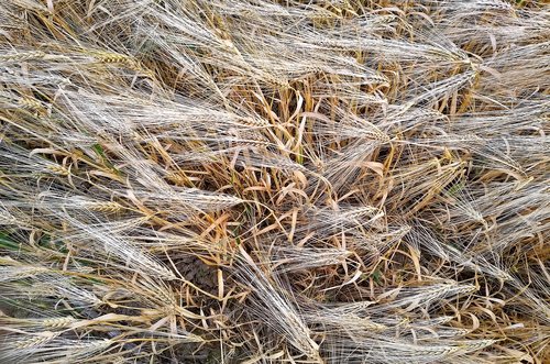 barley  barley field  cereals