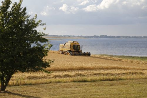 barley field harvest