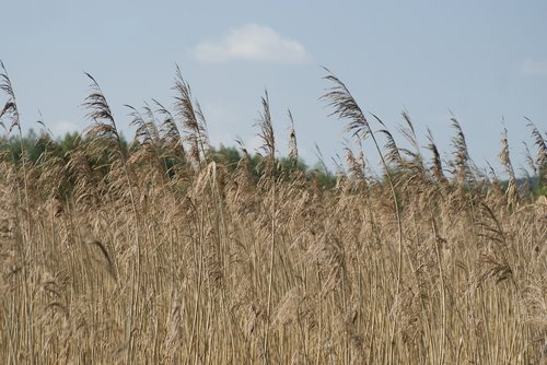 barley  spring  field