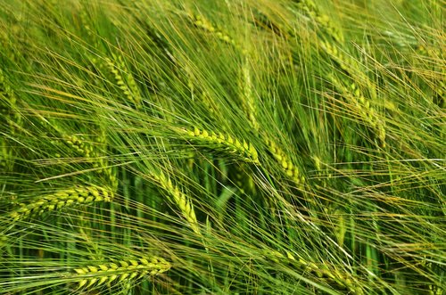 barley  by chaitanya k  grain