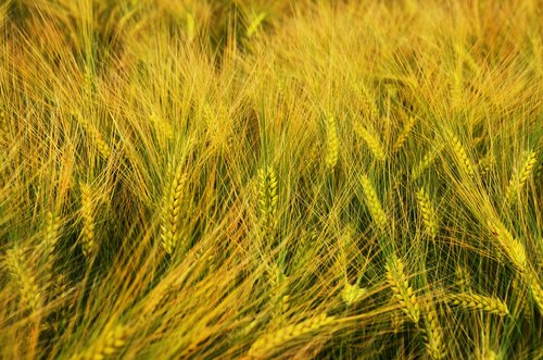 barley  by chaitanya k  grain