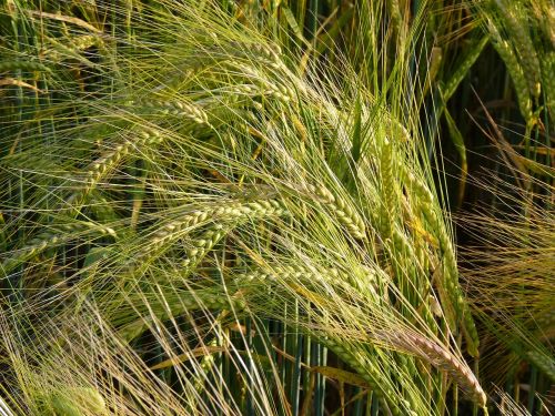 barley spike cereals