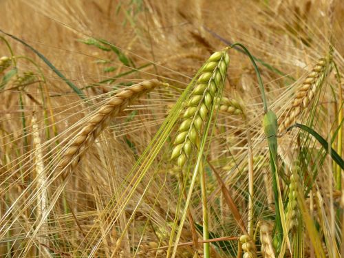 barley cereals field