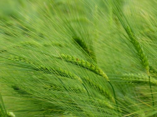 barley cereals hordeum vulgare